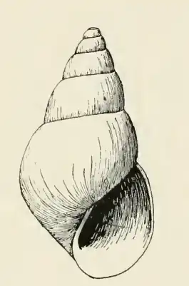 Odostomia aleutica
