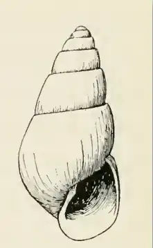 Odostomia baranoffensis