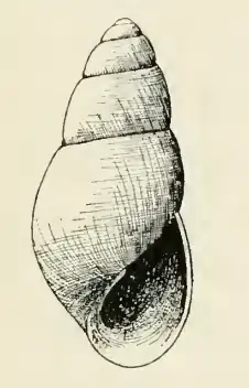 Odostomia clessini