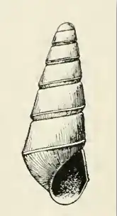 Odostomia dotella
