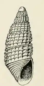 Odostomia excelsa