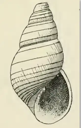 Odostomia excisa