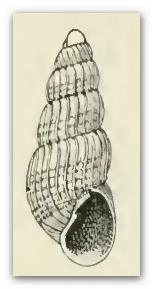 Odostomia excolpa