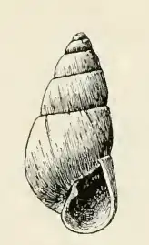 Odostomia gouldii