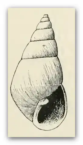 Odostomia gravida
