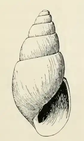 Odostomia iliuliukensis