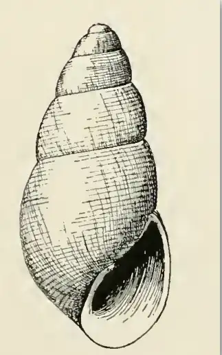 Odostomia killisnooensis
