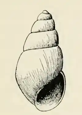 Odostomia movilla