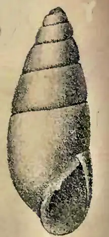 Odostomia nitens