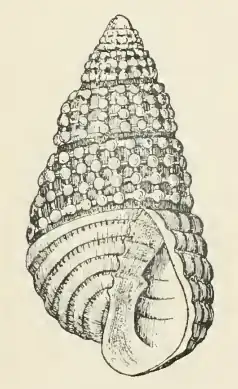 Odostomia ovata