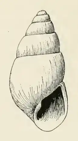 Odostomia pesa
