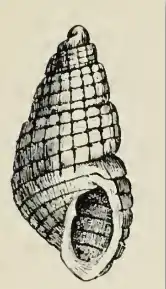 Odostomia pulchra
