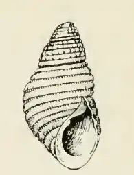 Odostomia rotundata