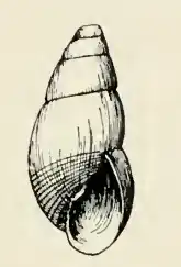 Odostomia sublirulata