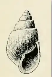 Odostomia subturrita