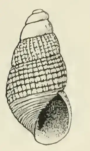Odostomia thalia