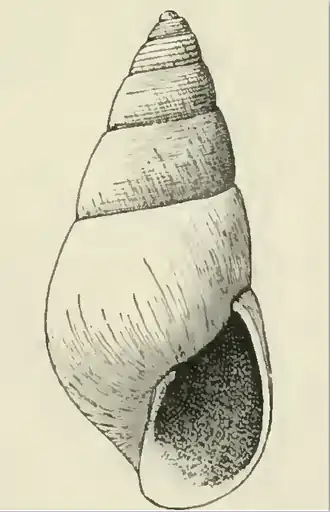 Odostomia thea
