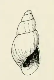 Odostomia valdezi