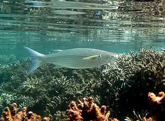 Oedalechilus labiosus