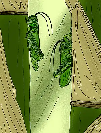 Ogasawaracris gloriosus