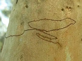 Ogmograptis scribula