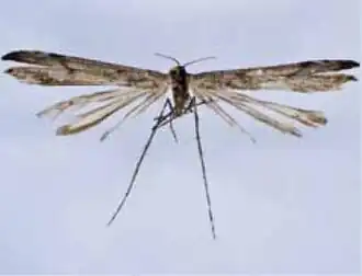 Oidaematophorus nigrofuscus