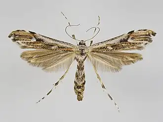 Oidaematophorus rogenhoferi