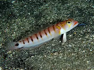 Parapercis multifasciata