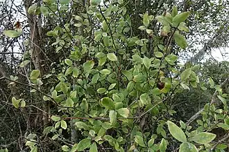 Olearia fragrantissima