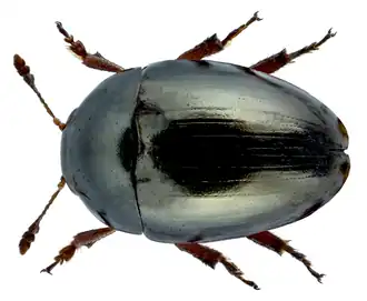 Gladde streepglanskever