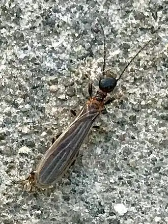 Oligotoma saundersii