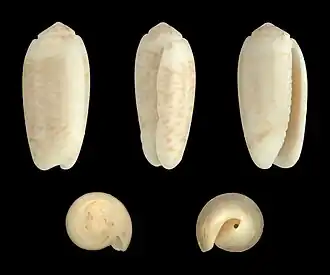 Oliva carneola