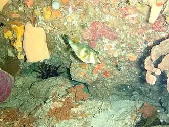 Omegophora cyanopunctata