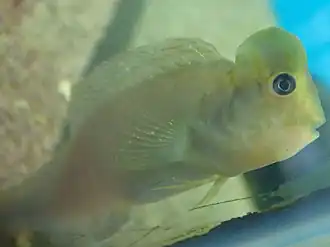 Omobranchus fasciolatoceps