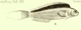 Omobranchus punctatus