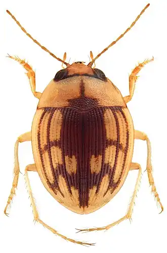 Omophron interruptum