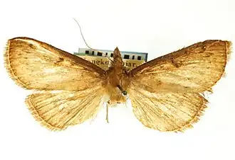 Omphisa fuscidentalis