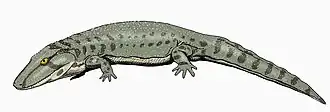 Onchiodon