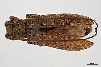 Oncideres impluviata