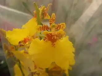 Bochtige jaguarbloem