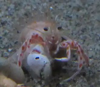 Oncopagurus monstrosus