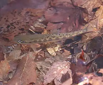 Oncorhynchus masou macrostomus