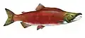 Oncorhynchus nerka (Sockeye salmon)