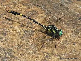 Melligomphus acinaces