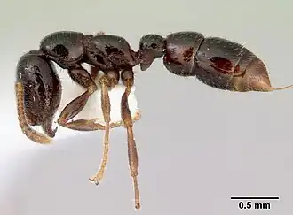 Onychomyrmex doddi