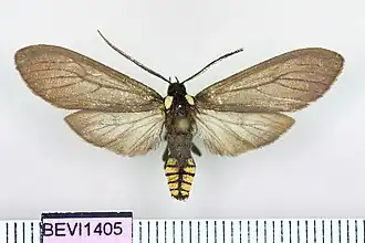 Opharus bimaculata