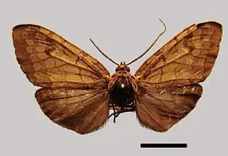 Phaegoptera picturata