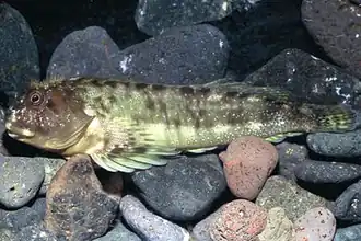 Ophioblennius trinitatis