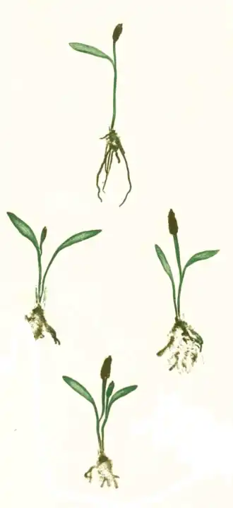 Ophioglossum lusitanicum