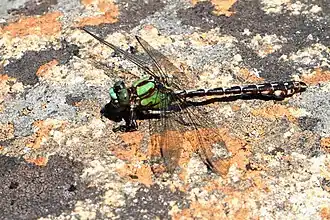 Ophiogomphus colubrinus